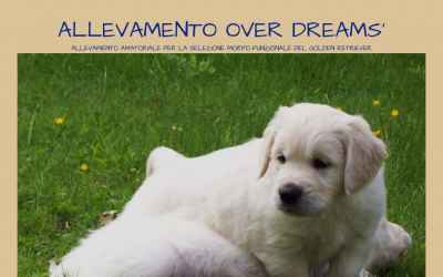 overdreams.it