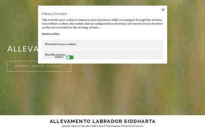 allevamentolabradorsiddharta.it